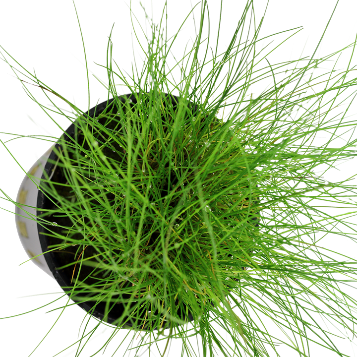 Eleocharis parvula