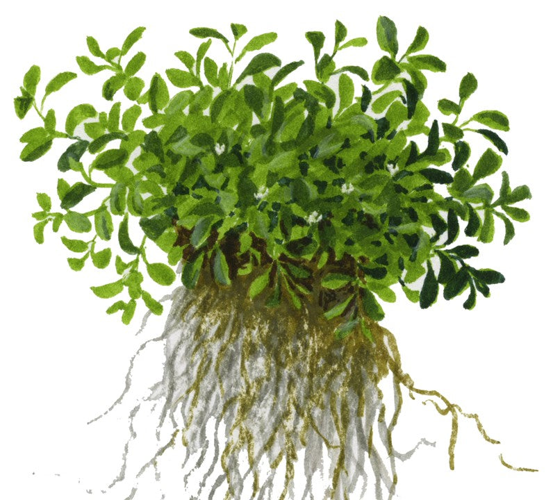 Glossostigma elatinoides