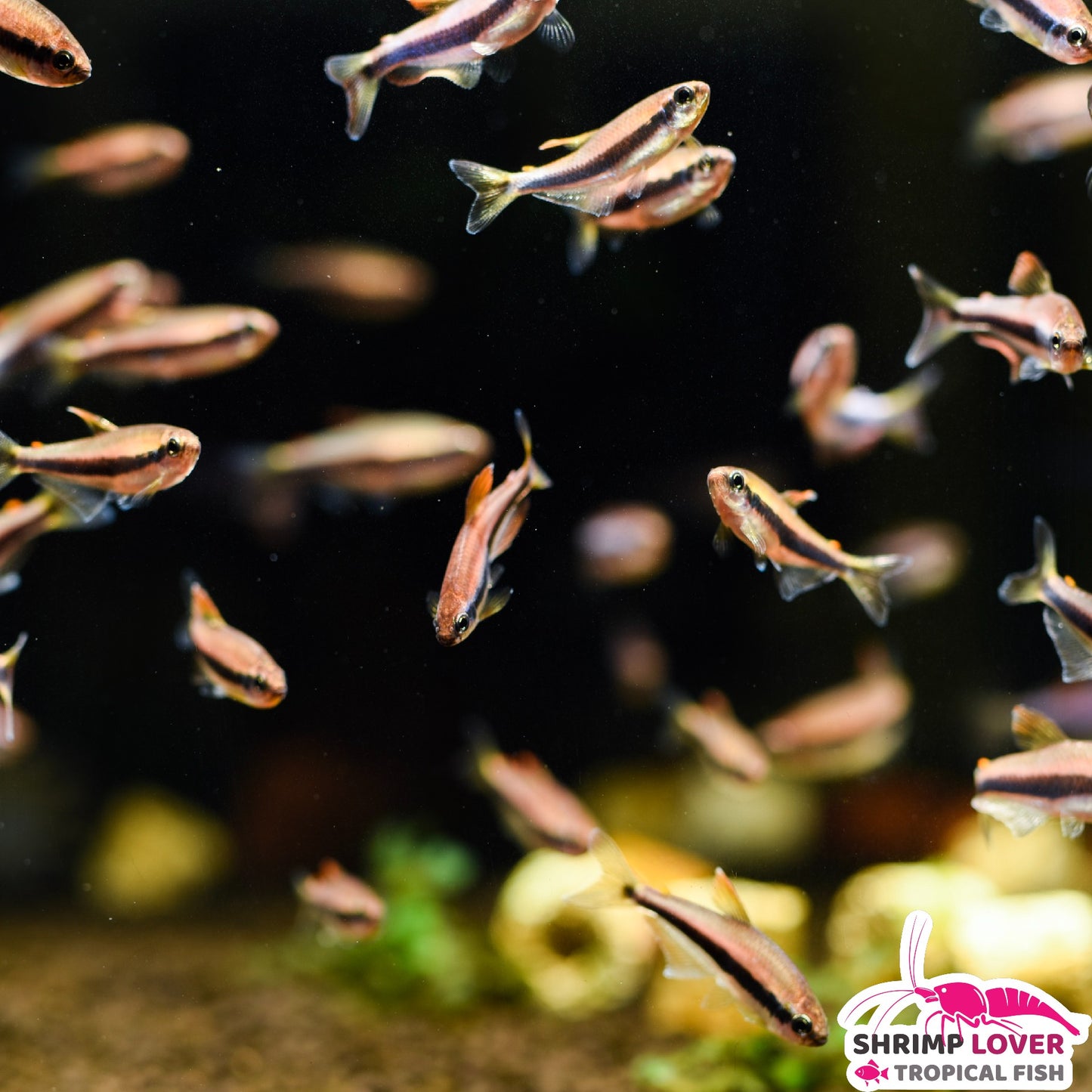 Purple Emperor Tetra (Large)