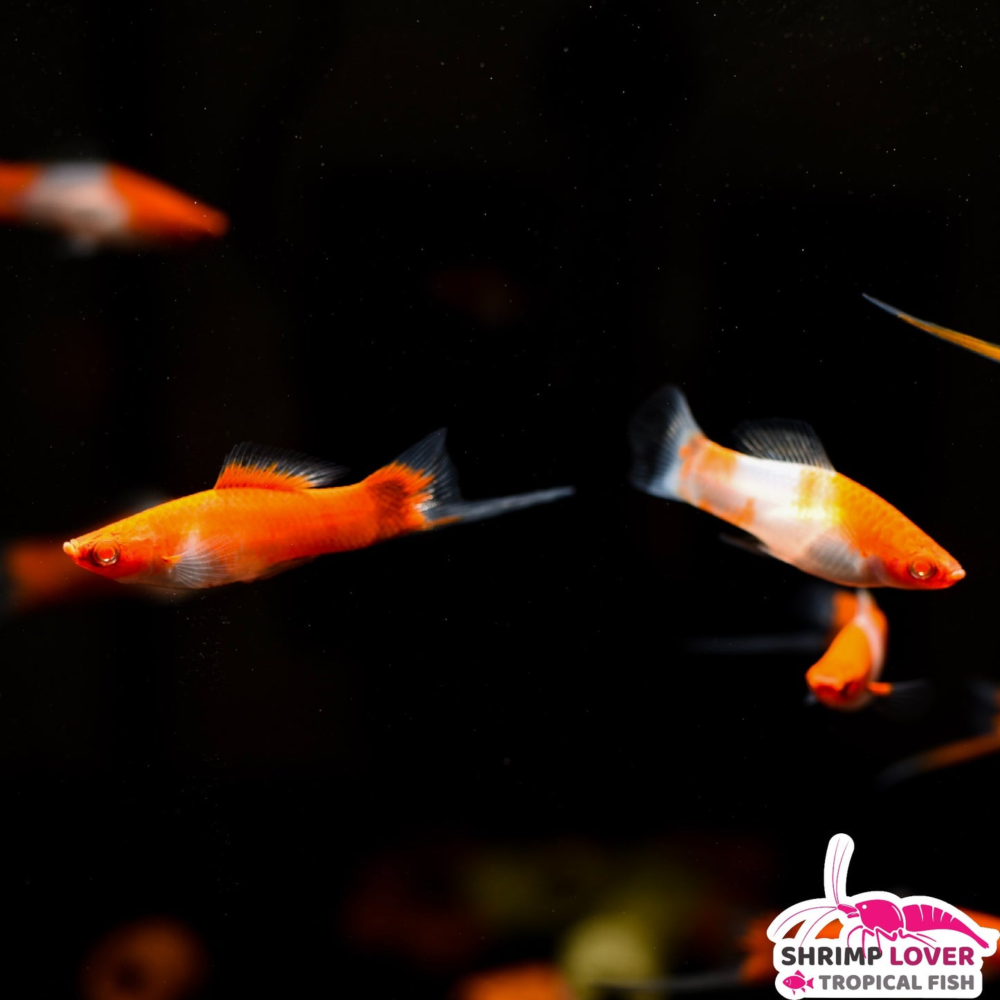 Kohaku Swordtail