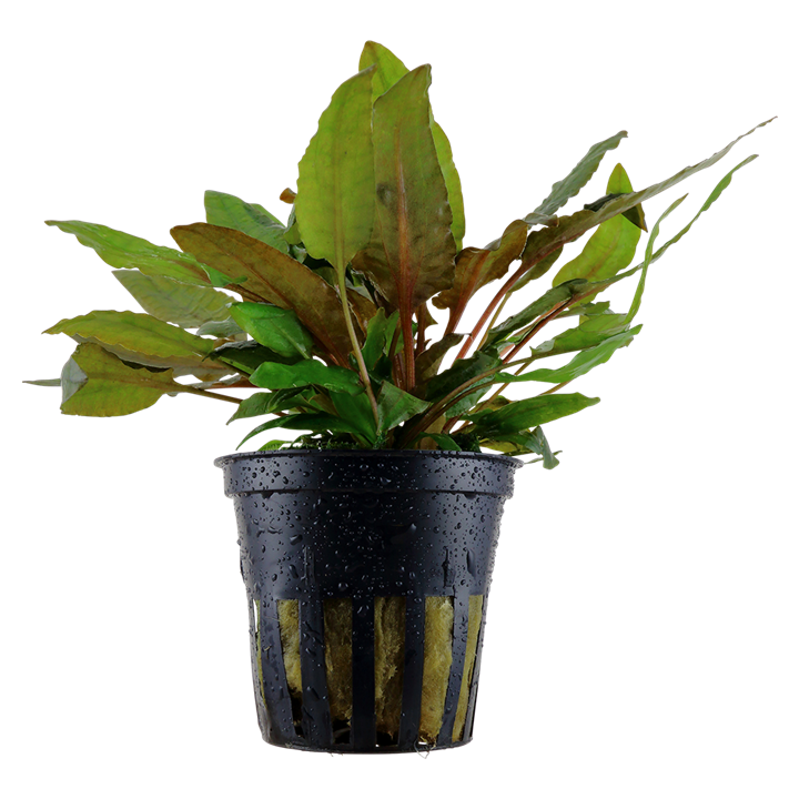 Cryptocoryne wendtii 'Tropica'