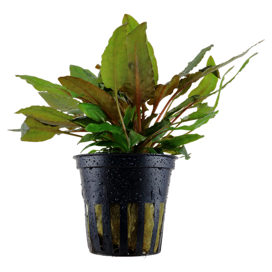 Cryptocoryne wendtii 'Tropica'