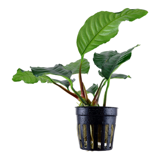 Anubias barteri 'Coffeifolia'