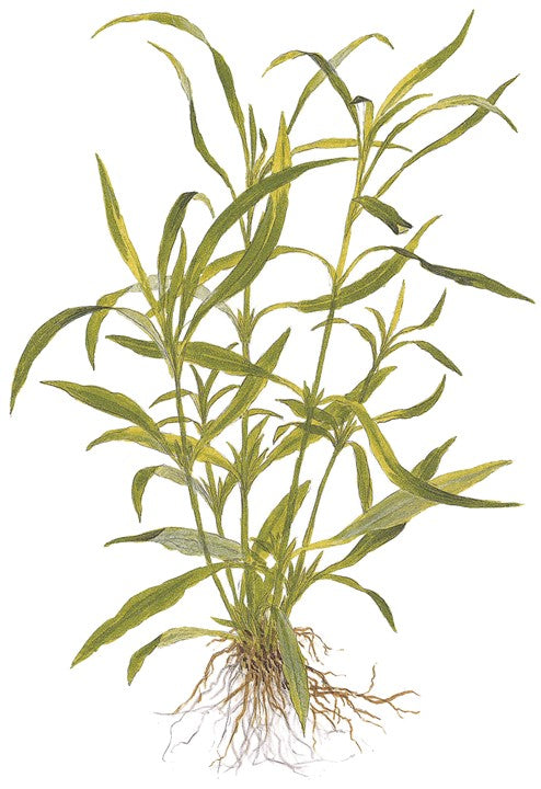 Hygrophila costata