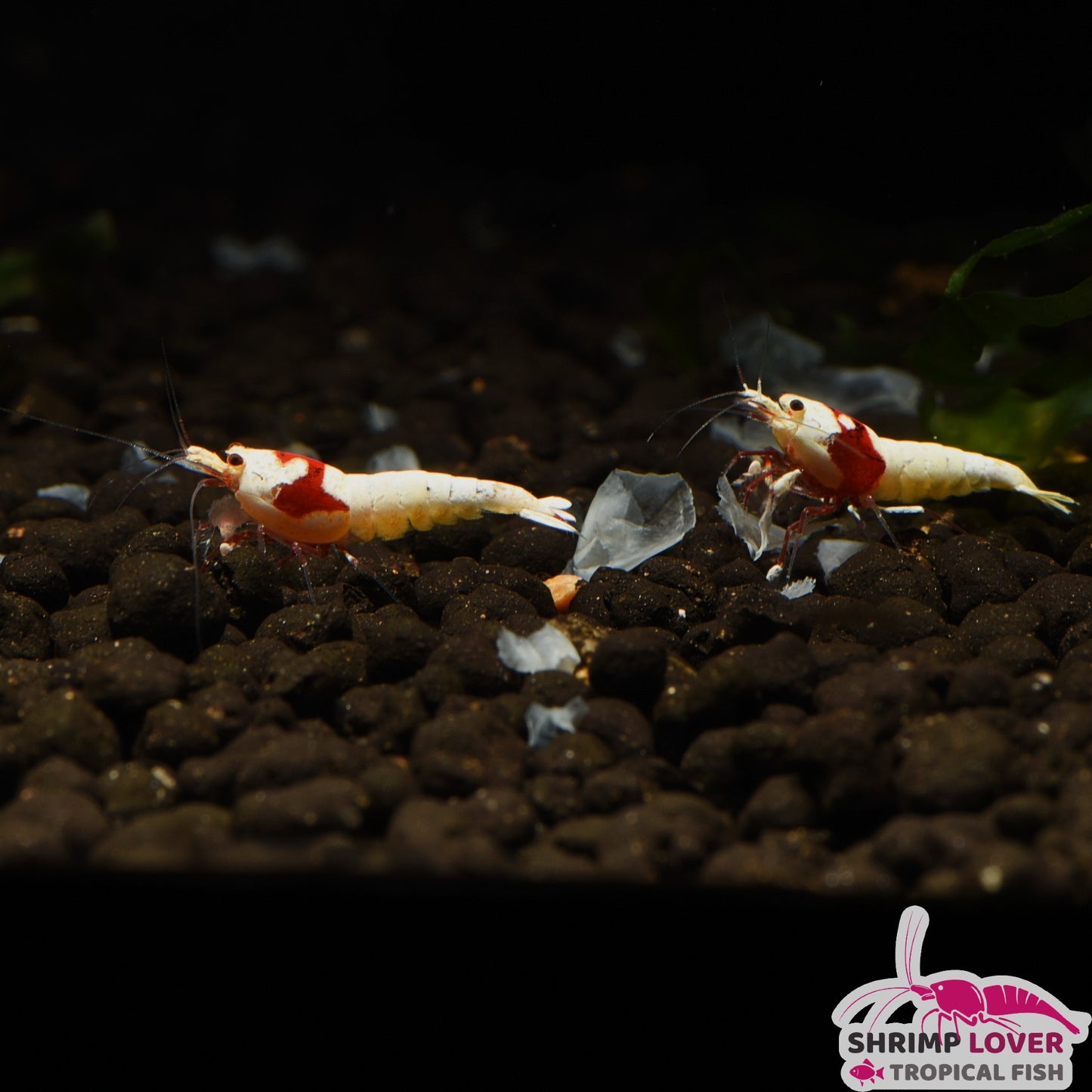 Purline Red Crystal SSS+ Shrimp