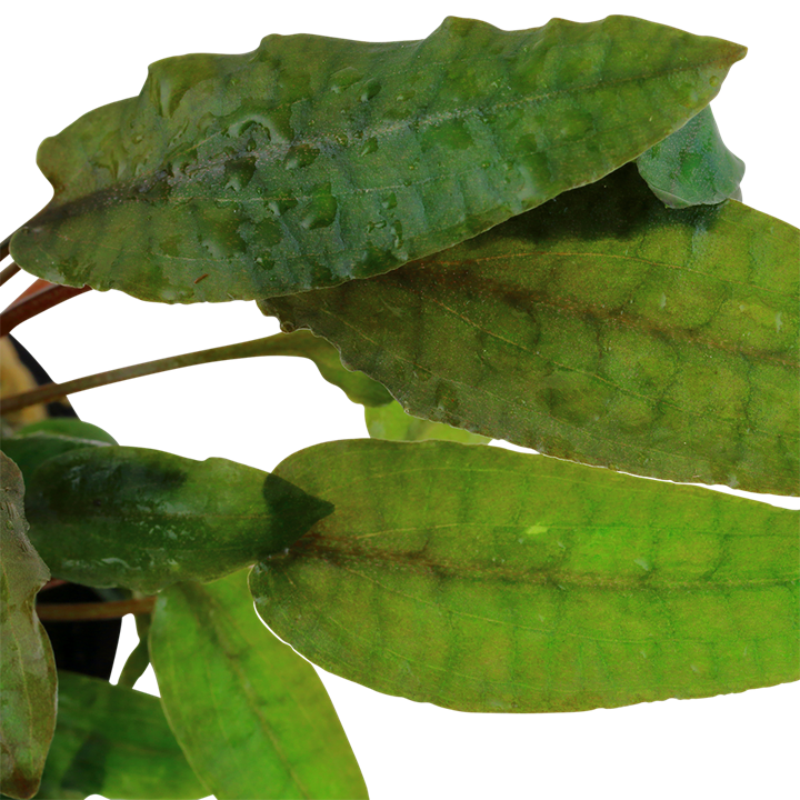 Cryptocoryne wendtii 'Tropica'