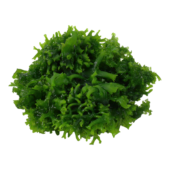 Subwassertang moss( Monosolenium tenerum）