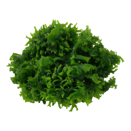 Subwassertang moss( Monosolenium tenerum）