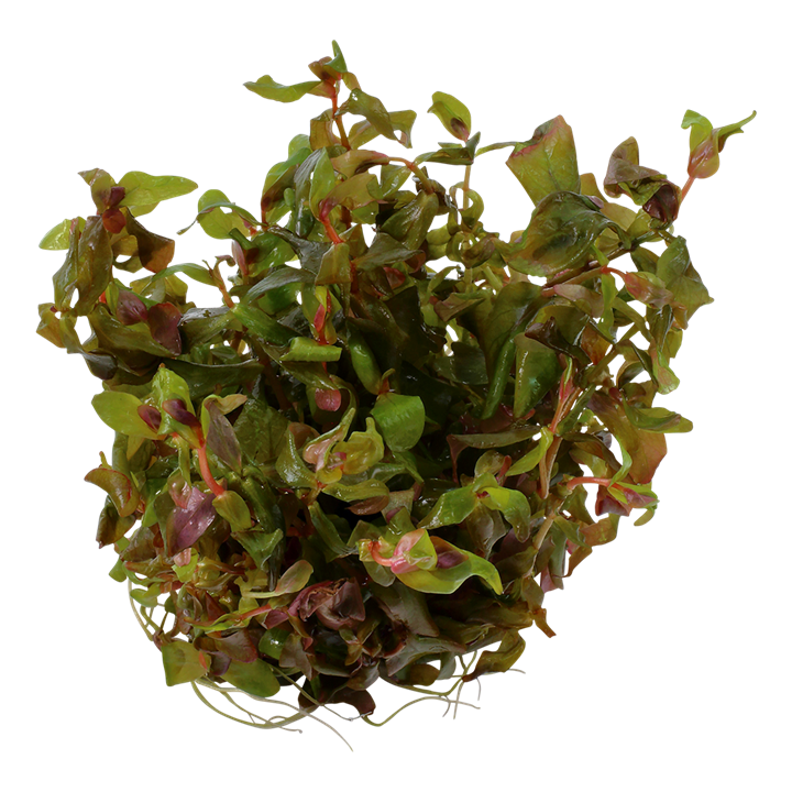 Rotala macrandra