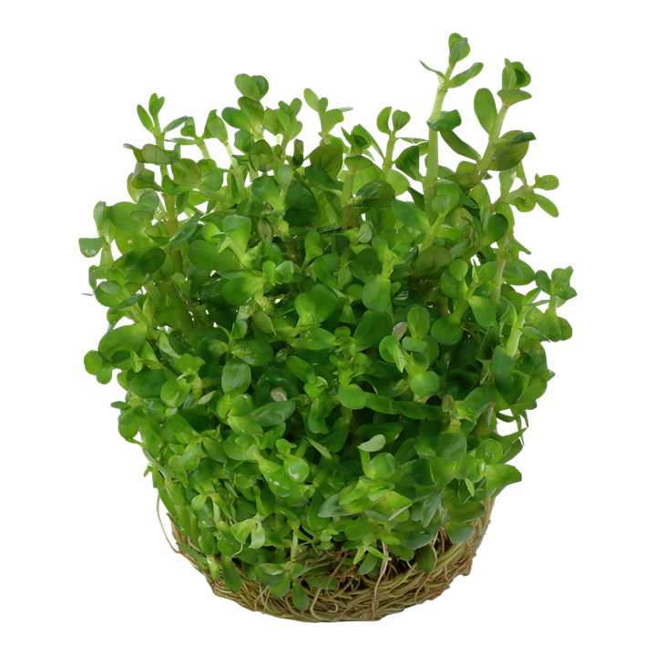 Rotala indica 'Bonsai'