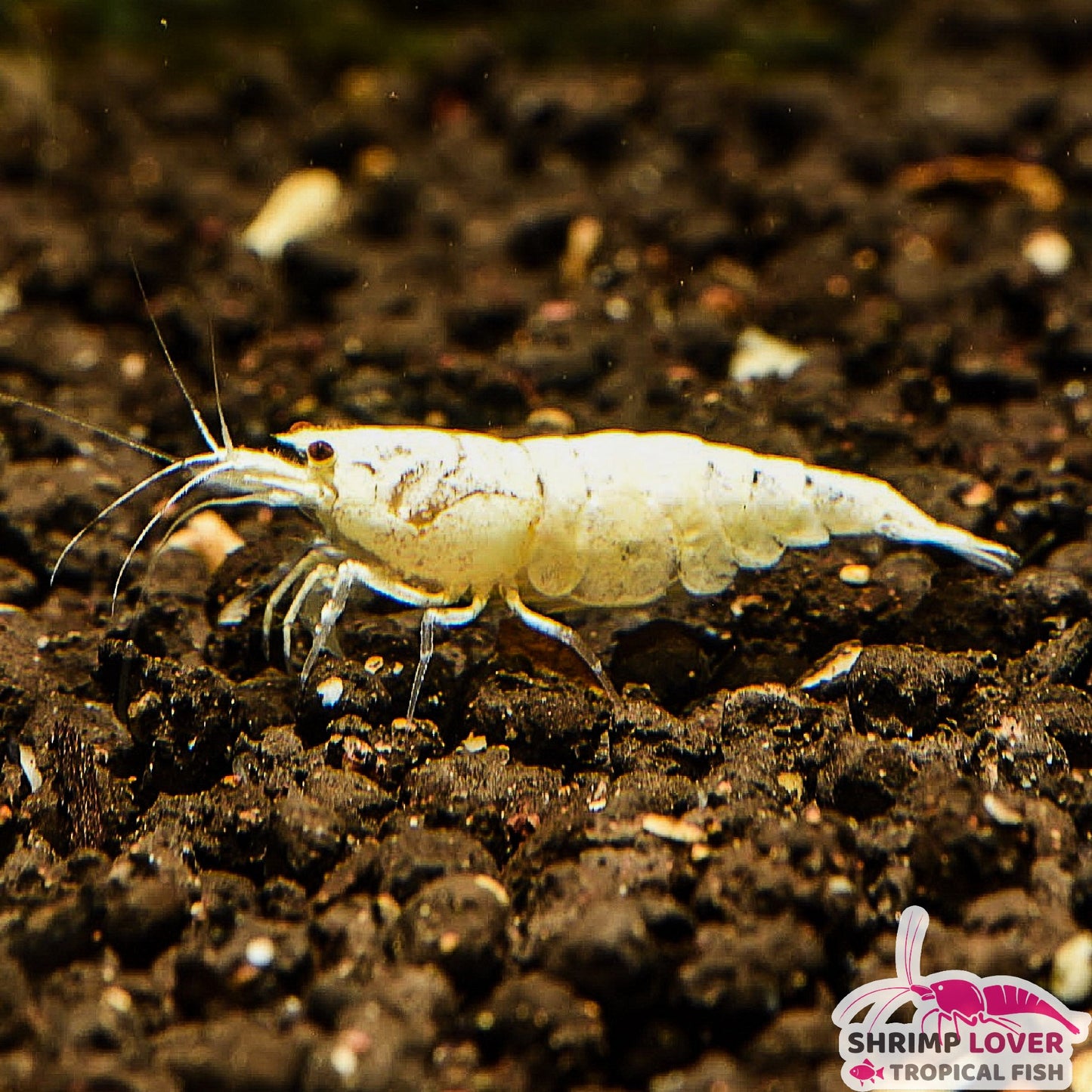 Snow White Shrimp