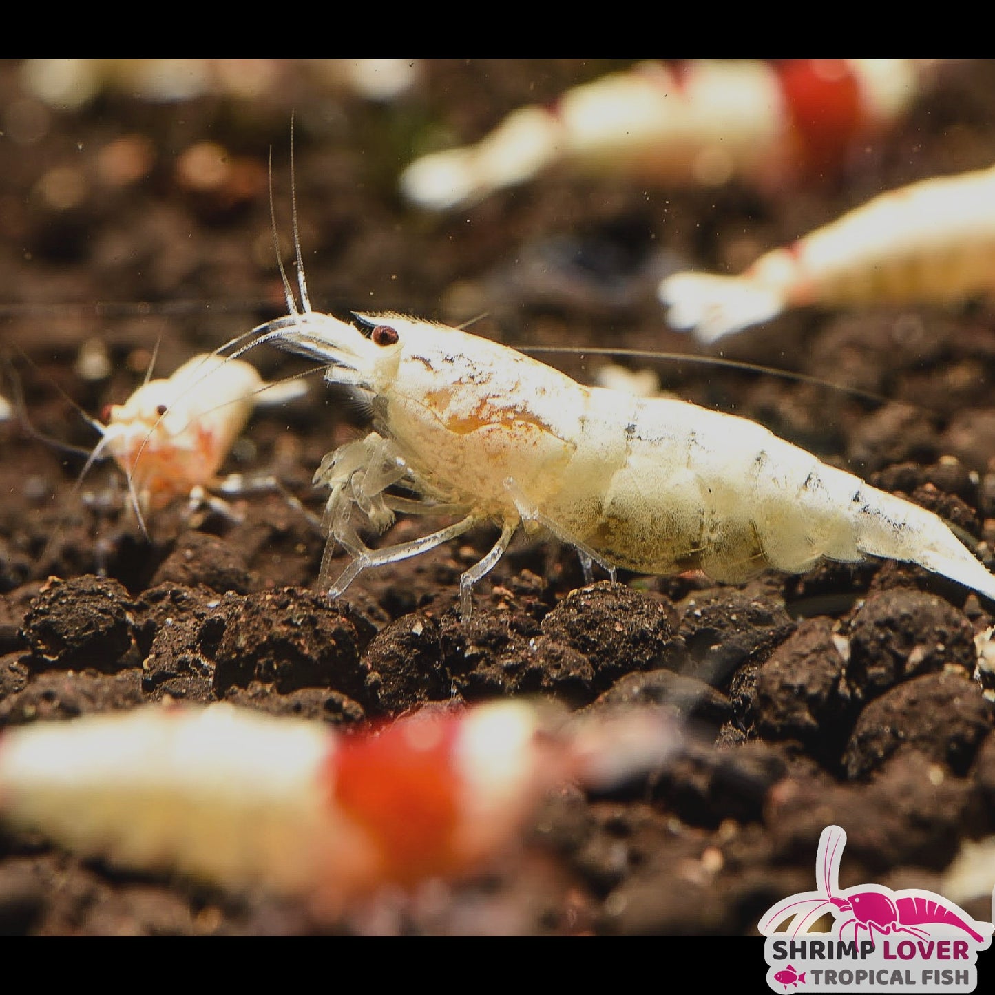 Snow White Shrimp