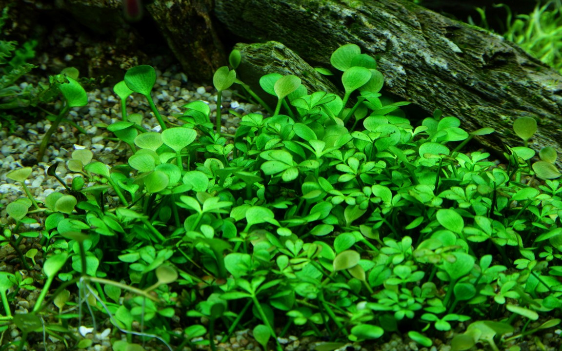 Marsilea hirsuta