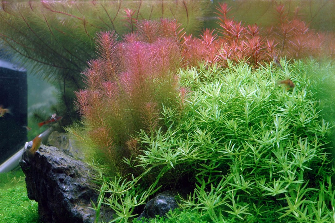 Rotala wallichii