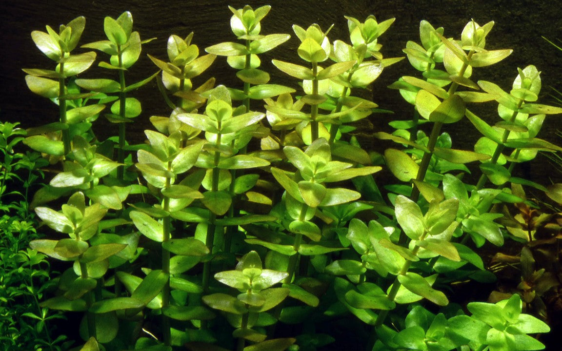 Bacopa caroliniana