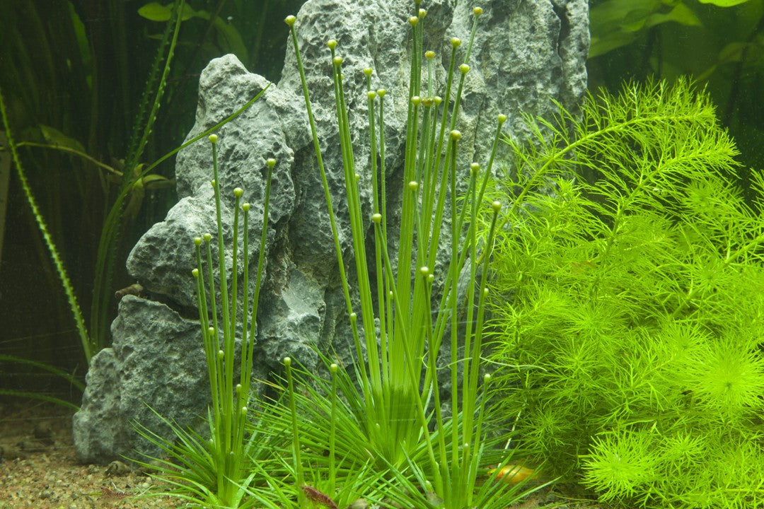 Eriocaulon cinereum