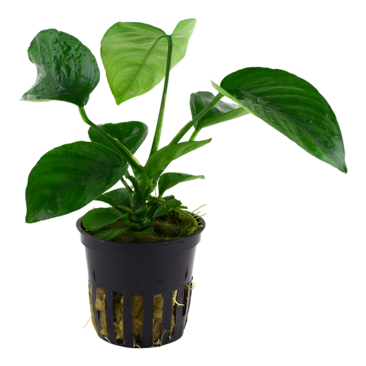 Anubias barteri var. caladiifolia