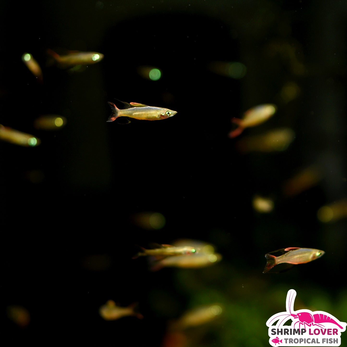 Threadfin rainbowfish