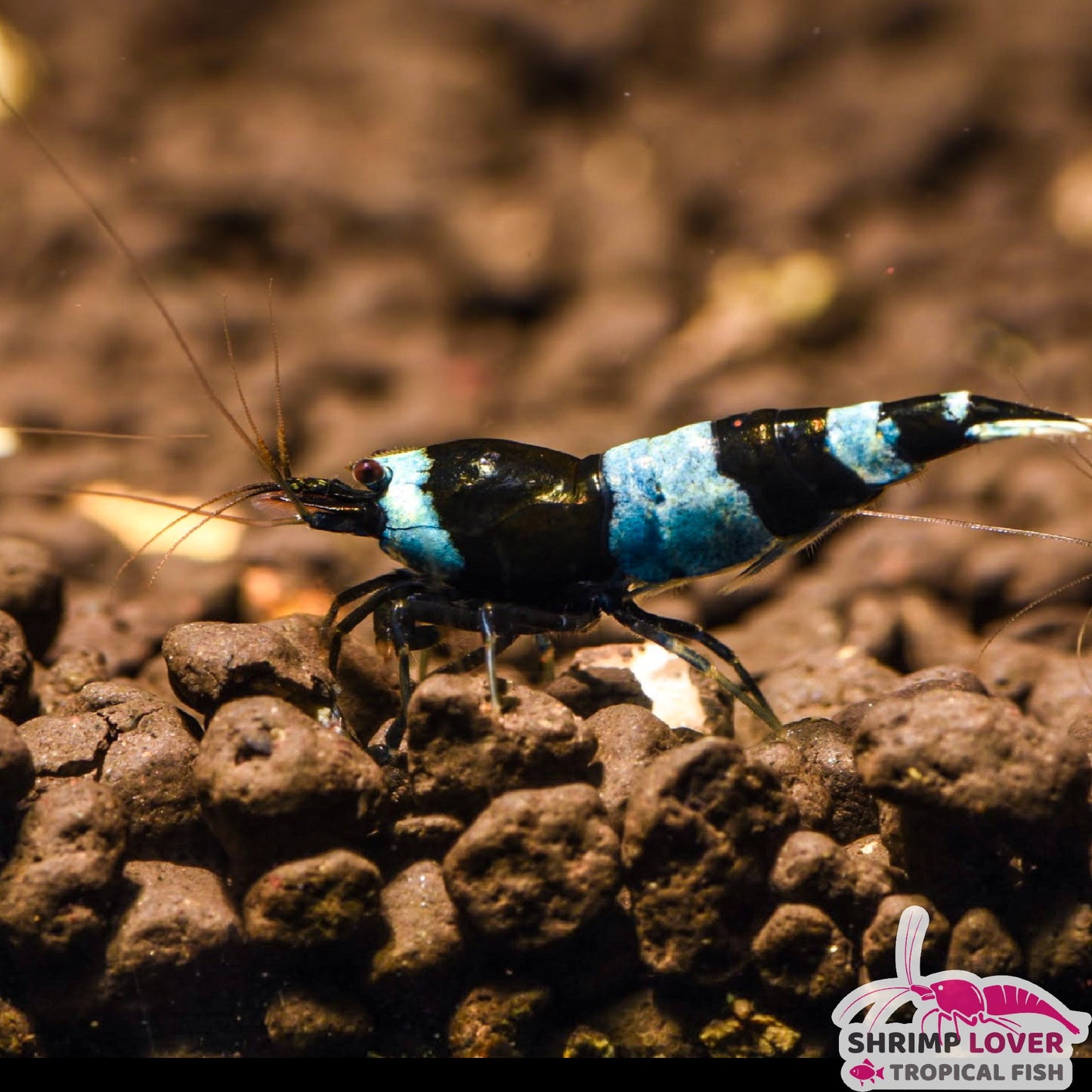 Shadow Panda Shrimp