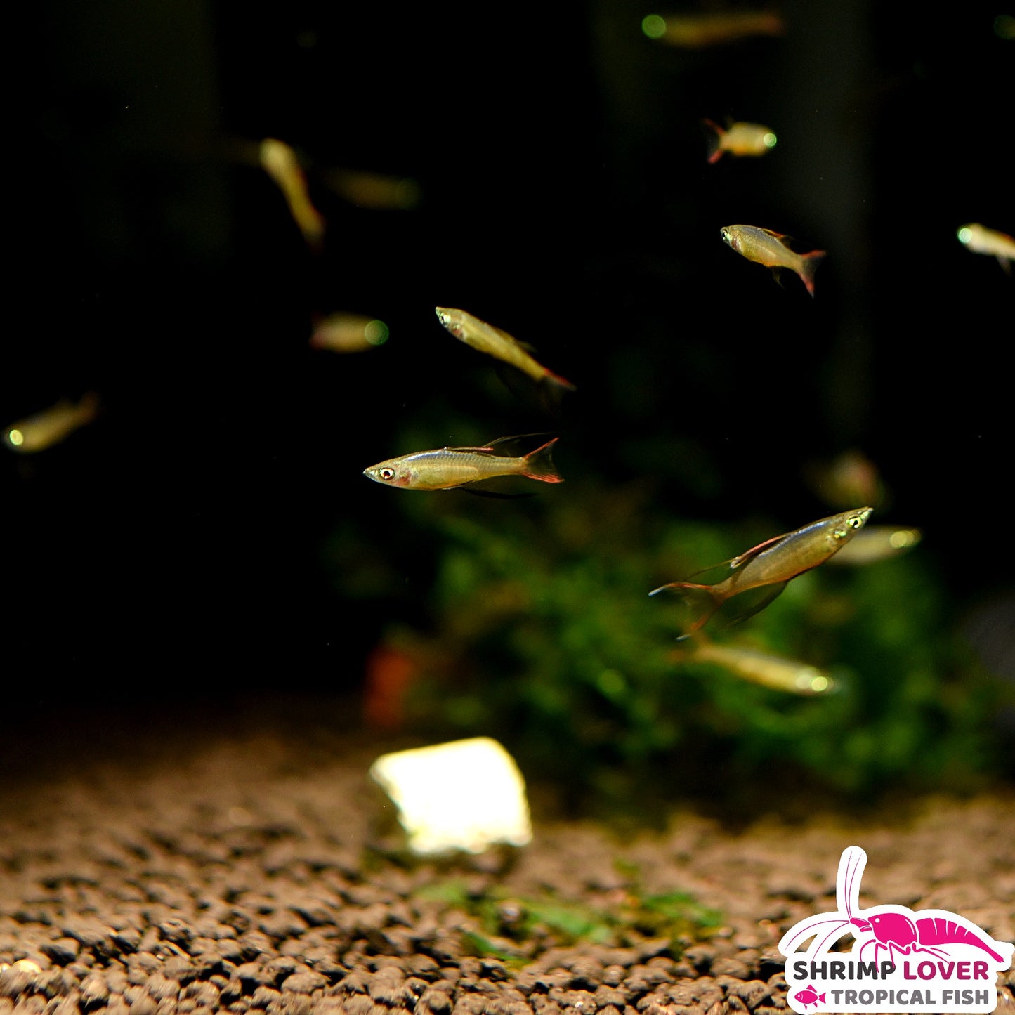 Threadfin rainbowfish