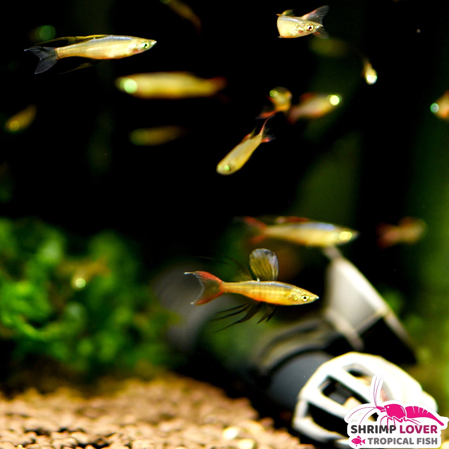 Threadfin rainbowfish