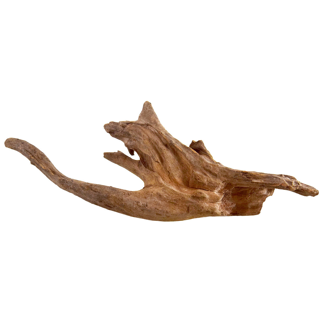 Kapas Root - Medium