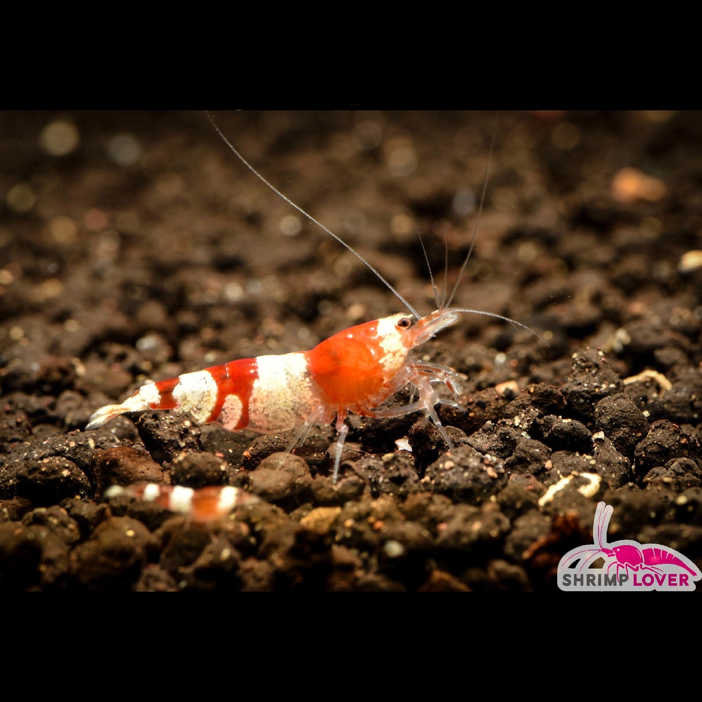 Red Crystal Shrimp SS+