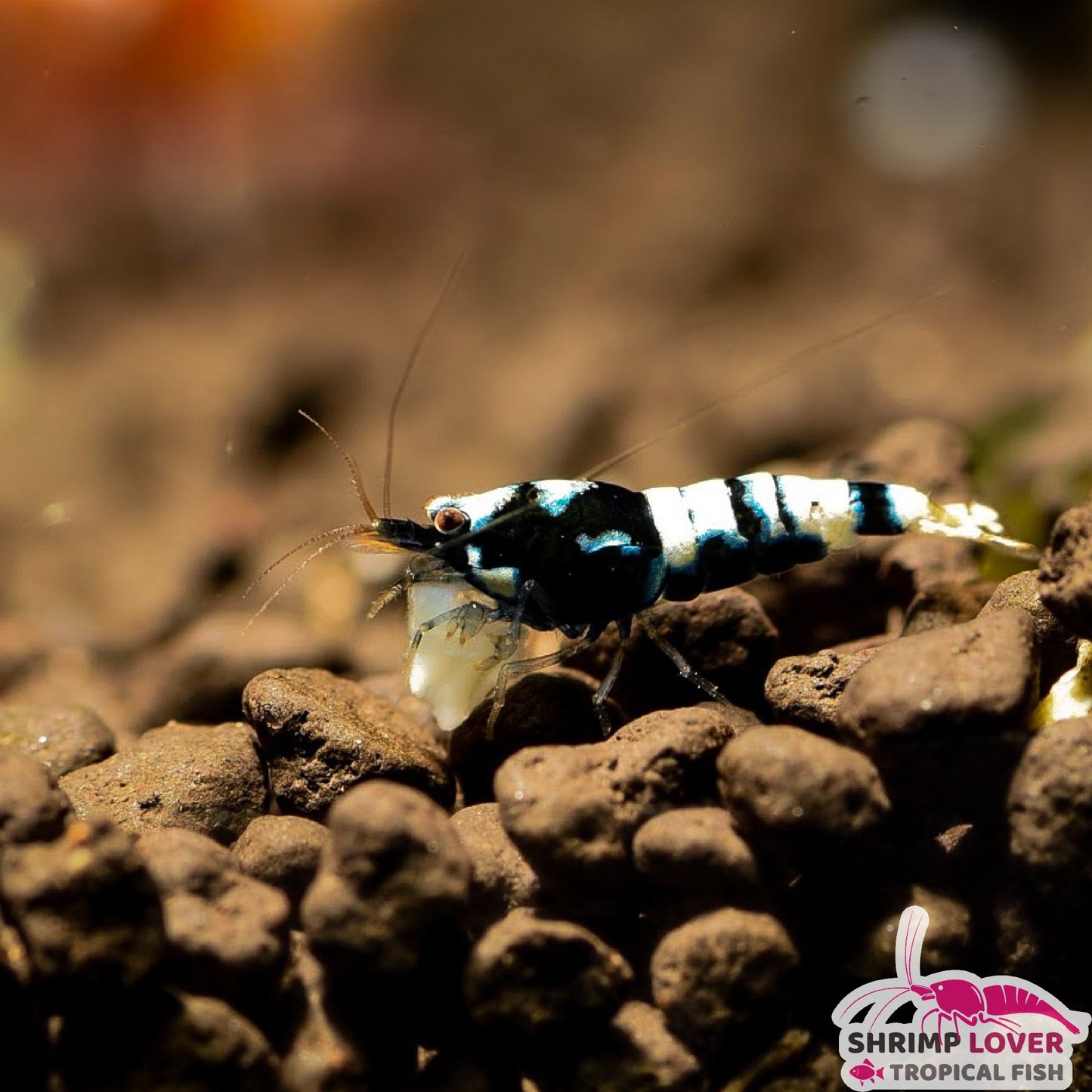 Black Pinto Shrimp SS