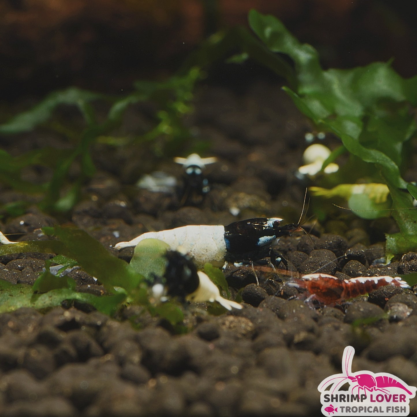 Black Pinto Shrimp SS