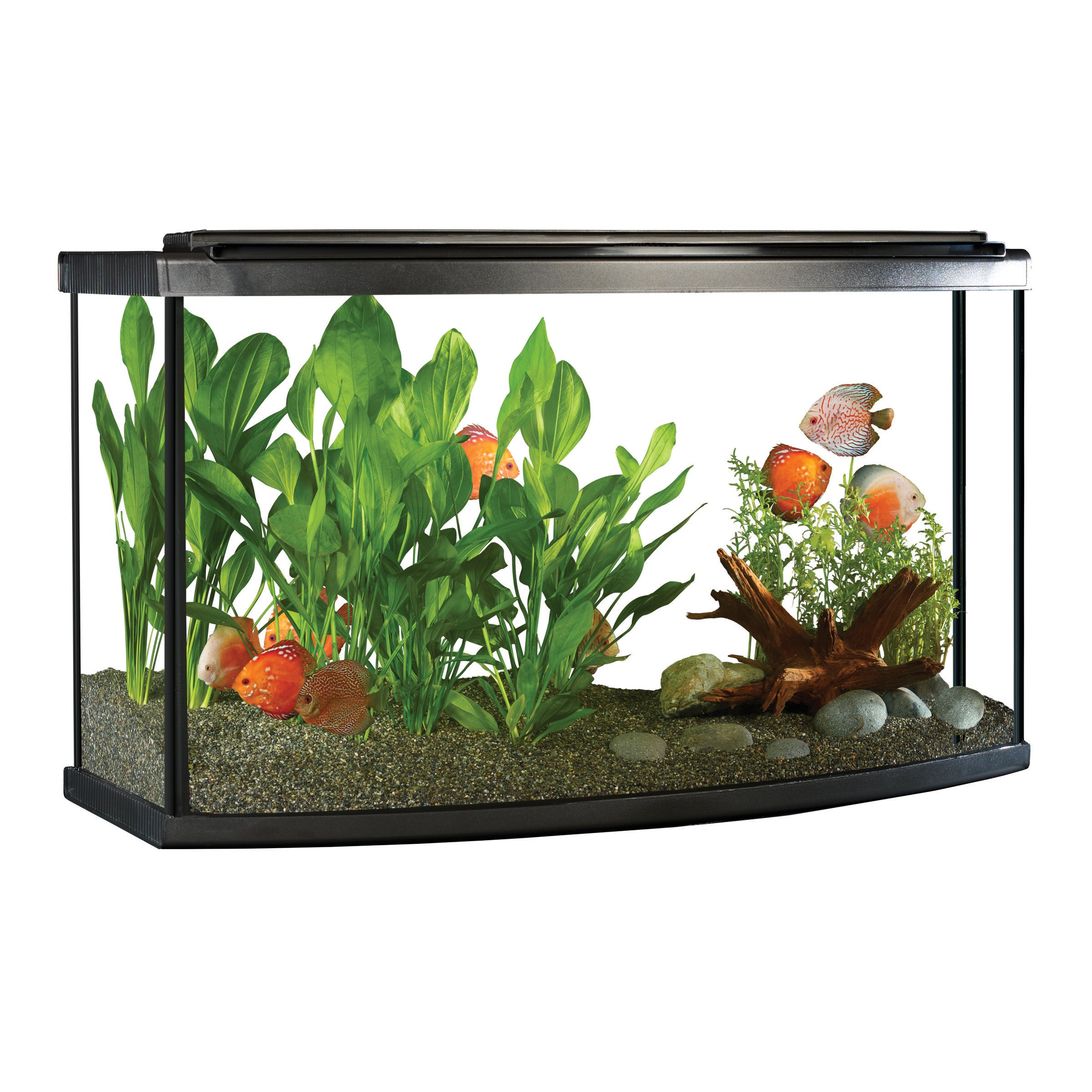 Shrimp hot sale aquarium kit