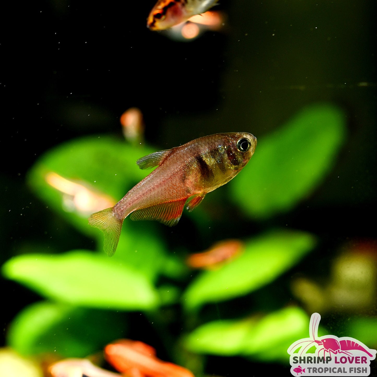 Flame Tetra