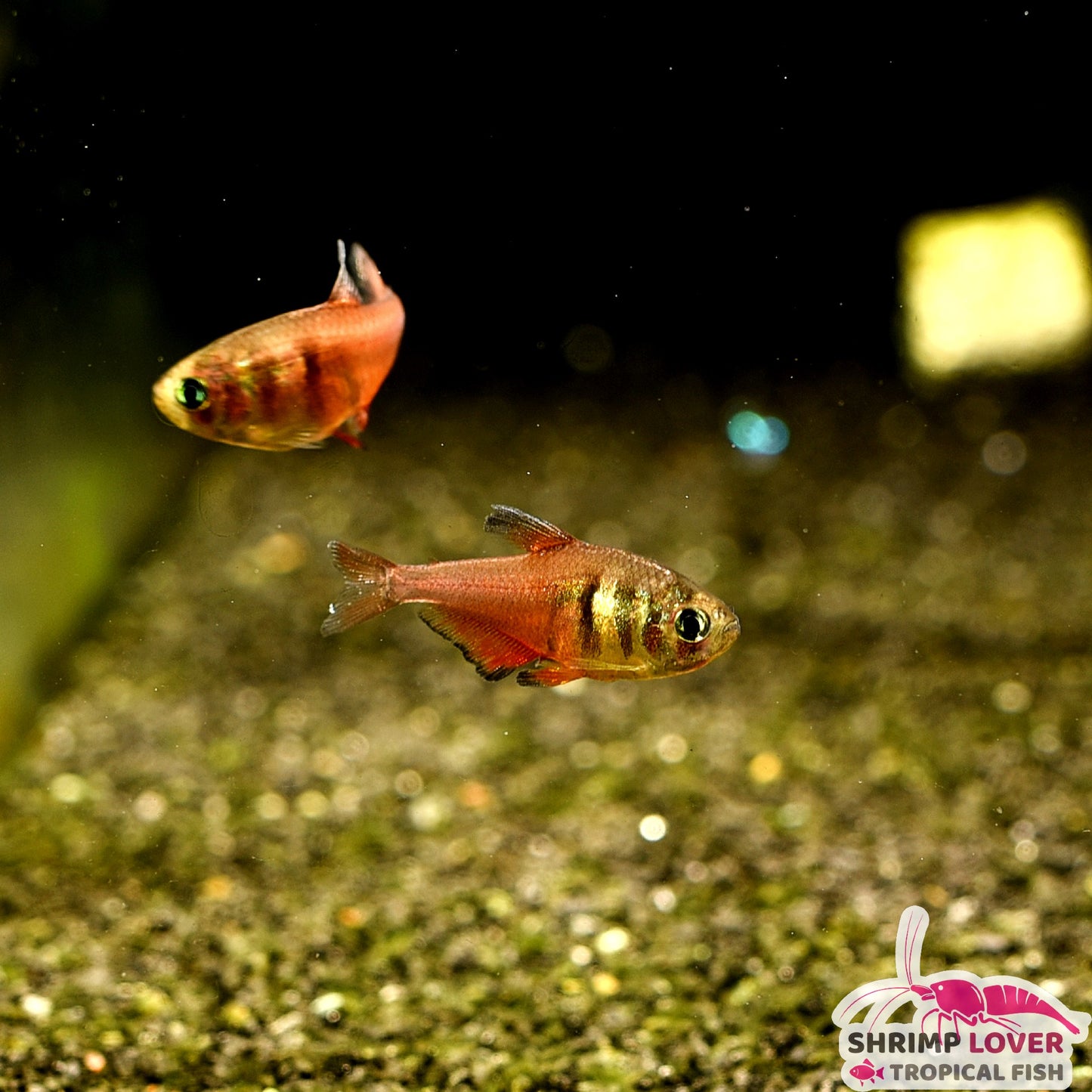 Flame Tetra