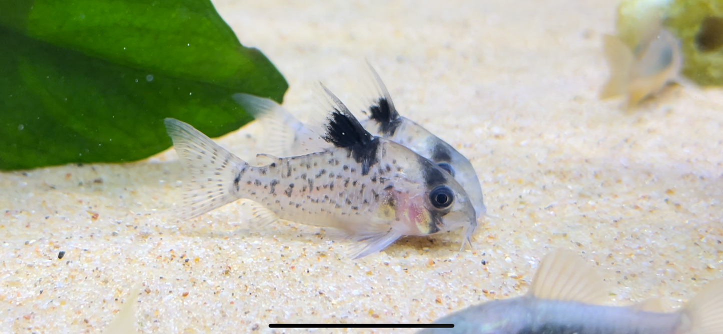 Agassizii Cory