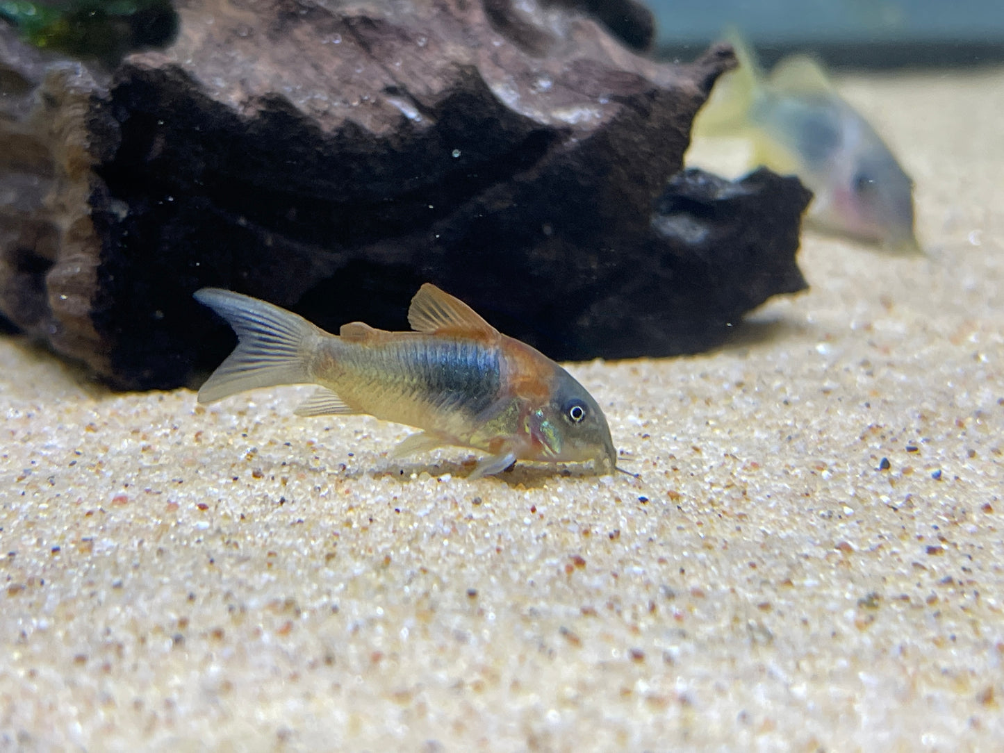 Venezuelan cory